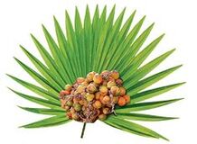Extrato de palmeira rasteira (Serenoa repens) em Urostal